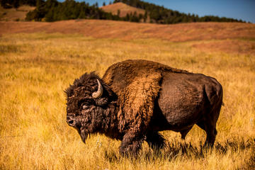 South Dakota Activity from Viator